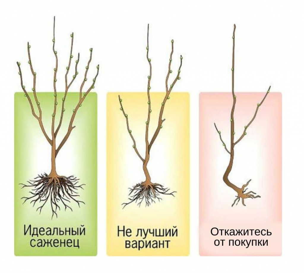 Корневая система у груши картинки