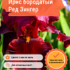 Ирис бородатый Ред Зингер фото 2 