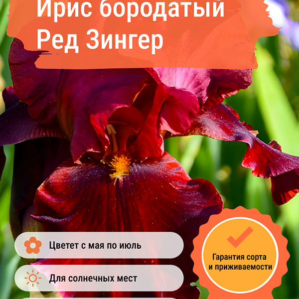 Ирис бородатый Ред Зингер фото 2 