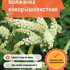 Волжанка кокорышелистная фото 1 
